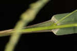 Fall panicgrass